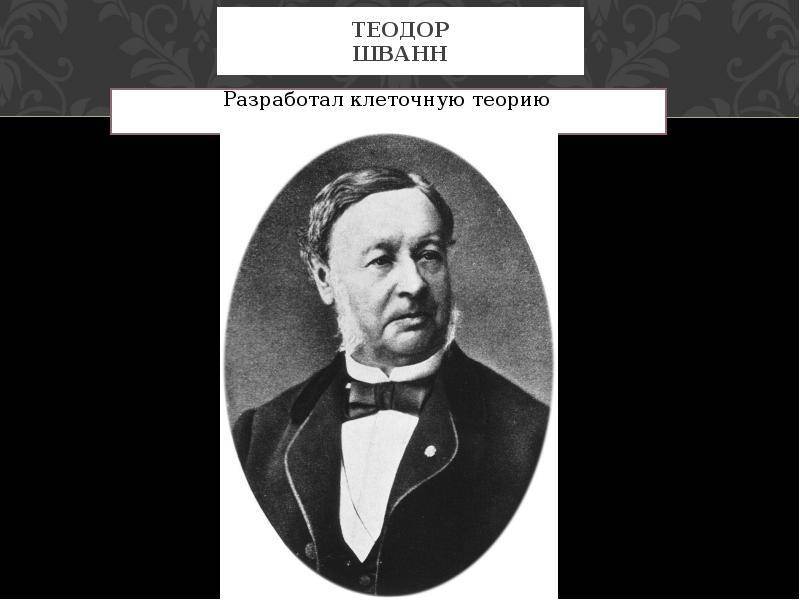 Шванн, теодор — википедия. что такое шванн, теодор