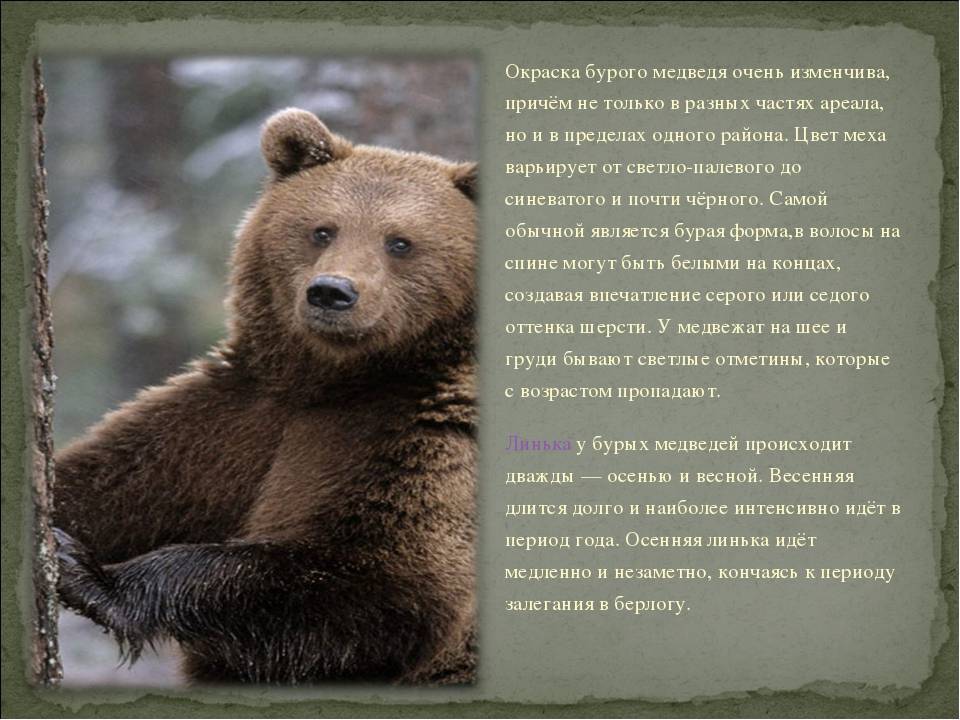 Медведь александр васильевич - вики