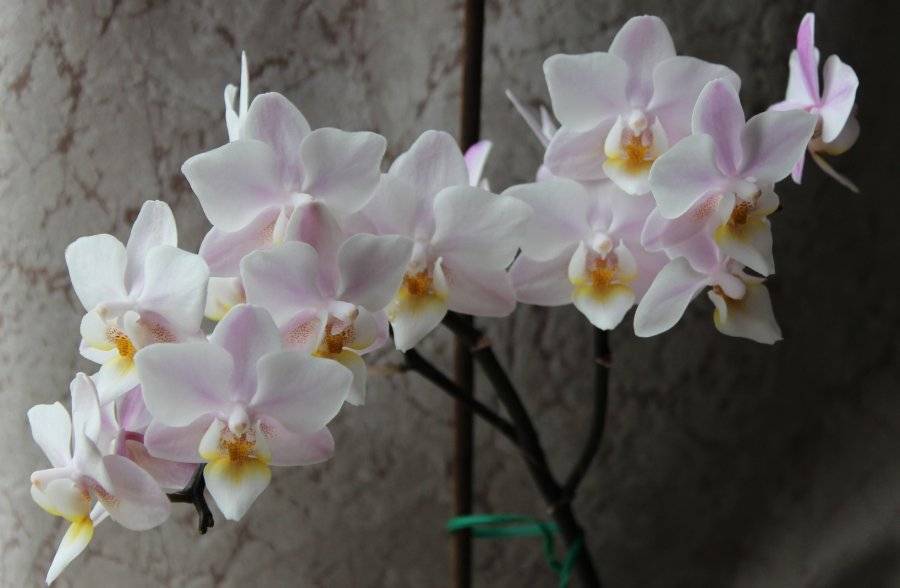 Редкие и необычные сорта орхидей — описание и фото