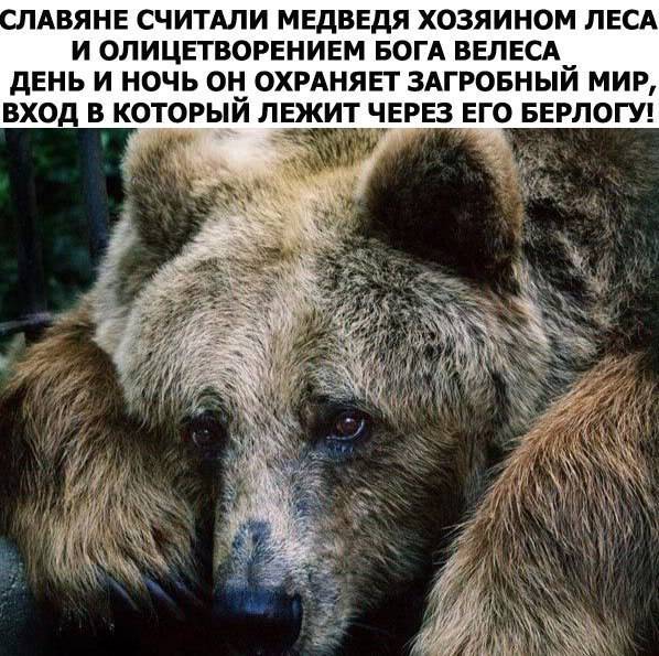 Медведь, александр васильевич
