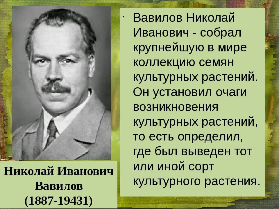 Николай иванович вавилов - советский ученый-биолог