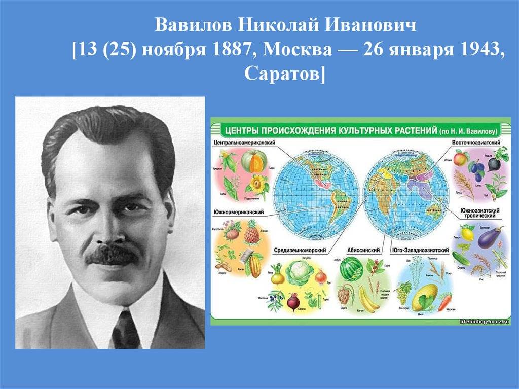Краткая биография вавилова николая ивановича | краткие биографии