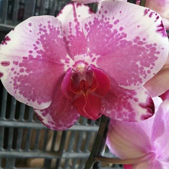 Орхидея - описание цветка и подробности ухода за ним (85 фото)