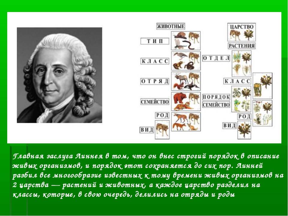 Линней, карл — творениявики, энциклопедия науки о сотворении