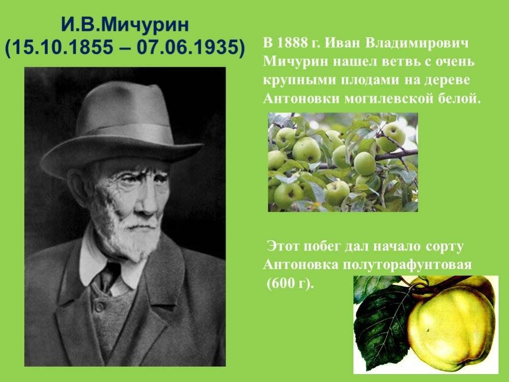 Иван владимирович мичурин (1855-1935) [1948 - - люди русской науки. том 2]